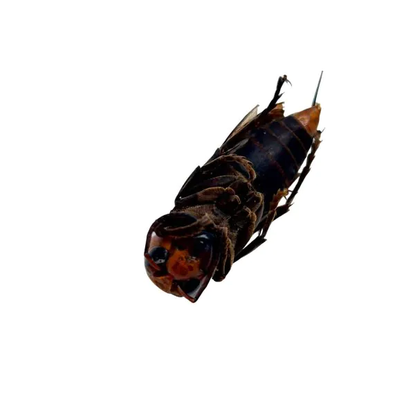 Asian Giant Hornet (Vespa mandarinia 'belladonna') - TaxidermyArtistry