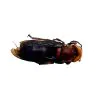 Asian Giant Hornet (Vespa mandarinia 'belladonna') - TaxidermyArtistry