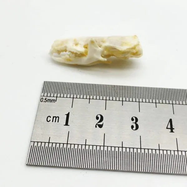 Asian House Shrew Skull Suncus murinus Osteological Specimen - TaxidermyArtistry