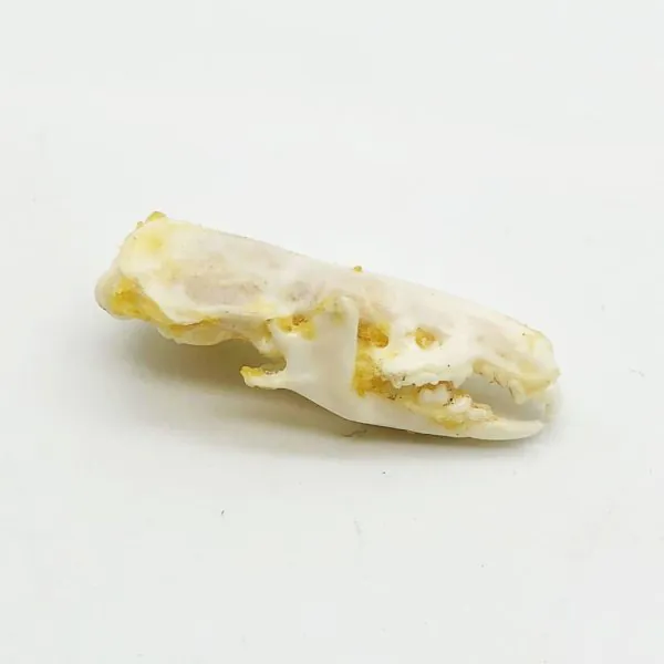 Asian House Shrew Skull Suncus murinus Osteological Specimen - TaxidermyArtistry