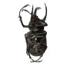 Atlas Beetle (Chalcosoma atlas keyboh) - TaxidermyArtistry