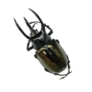 Atlas Beetle (Chalcosoma atlas keyboh) - TaxidermyArtistry