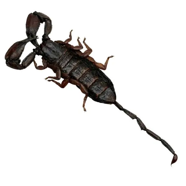 Banded Flat Rock Scorpion Hadogenes paucididens - TaxidermyArtistry