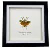 Banded Flower Mantis Frame (Theoprobus elegans) - TaxidermyArtistry