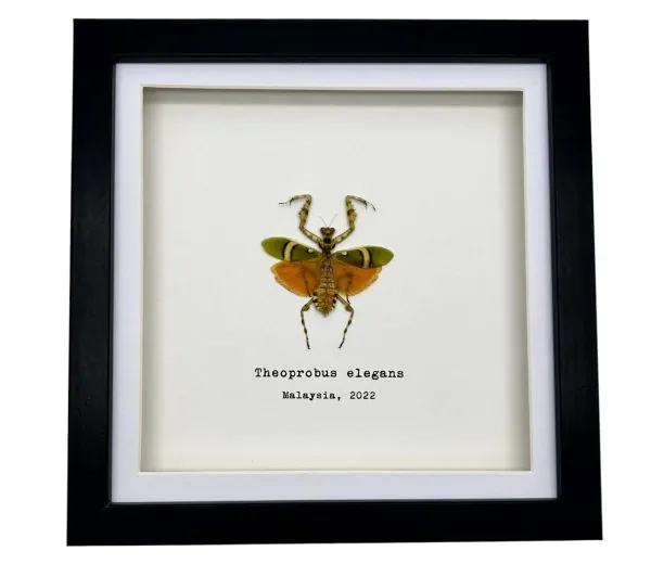 Banded Flower Mantis Frame (Theoprobus elegans) - TaxidermyArtistry