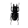 Black and Gold Beetle (Odontolabis ludekingi) M - TaxidermyArtistry