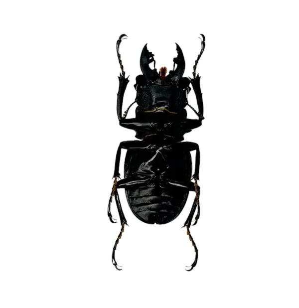Black and Gold Beetle (Odontolabis ludekingi) M - TaxidermyArtistry