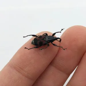 Black and Red Weevil Beetle (cercidocerus sanguinipes) - TaxidermyArtistry