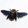 Black Bronze Carpenter Bee Xylocopa sp 01 - TaxidermyArtistry