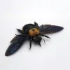 Black Bronze Carpenter Bee Xylocopa sp 01 - TaxidermyArtistry