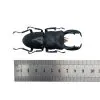 Black Giant Stag Beetle (Dorcus titanus typhon) - TaxidermyArtistry