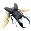 Black Giant Stag Beetle (Dorcus titanus typhon) (SPREAD) - TaxidermyArtistry