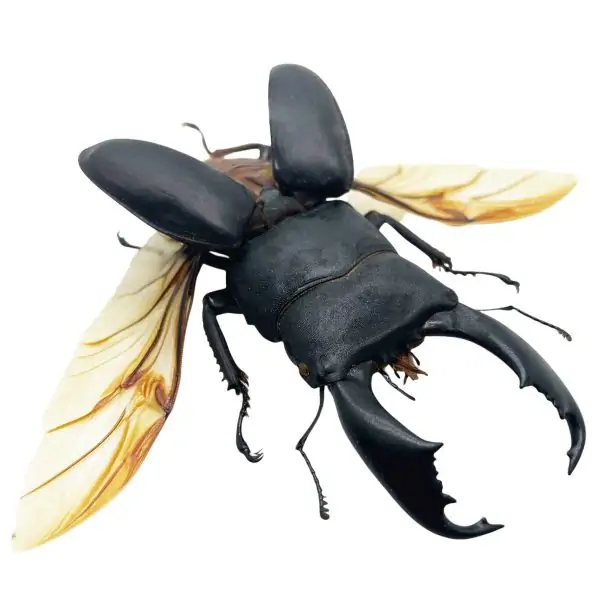 Black Giant Stag Beetle (Dorcus titanus typhon) (SPREAD) - TaxidermyArtistry