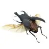 Black Giant Stag Beetle (Dorcus titanus typhon) (SPREAD) - TaxidermyArtistry