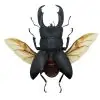 Black Giant Stag Beetle (Dorcus titanus typhon) (SPREAD) - TaxidermyArtistry