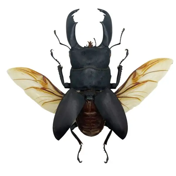 Black Giant Stag Beetle (Dorcus titanus typhon) (SPREAD) - TaxidermyArtistry