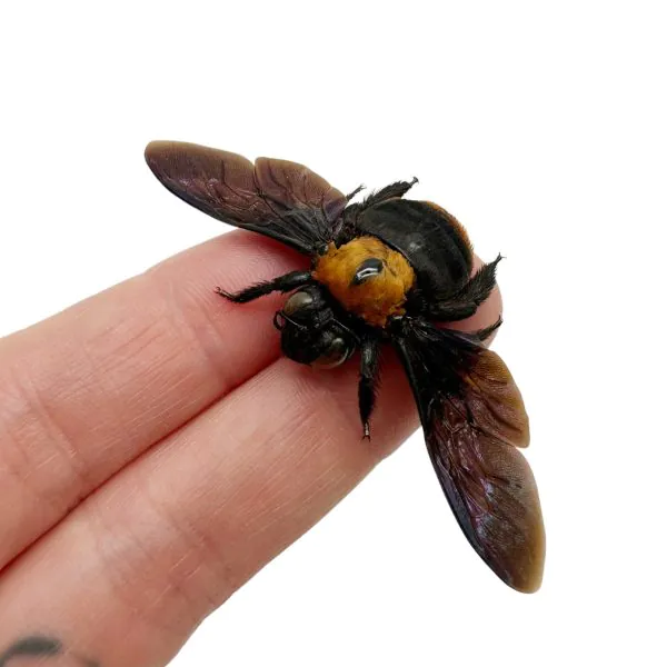 Black Gold Carpenter Bee Xylocopa confusa (F) - TaxidermyArtistry