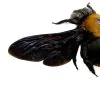 Black Gold Carpenter Bee Xylocopa confusa (F) - TaxidermyArtistry