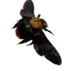 Black Gold Carpenter Bee Xylocopa confusa (F) - TaxidermyArtistry