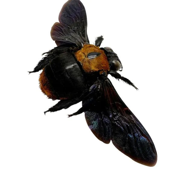 Black Gold Carpenter Bee Xylocopa confusa (F) - TaxidermyArtistry