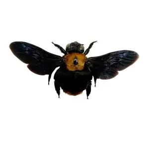 Black Gold Carpenter Bee Xylocopa confusa (F) - TaxidermyArtistry