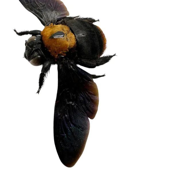 Black Gold Carpenter Bee Xylocopa confusa (F) - TaxidermyArtistry