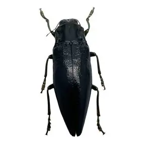 BLACK Jewel Beetle (Cyphogastra ludekingi) Insect - TaxidermyArtistry