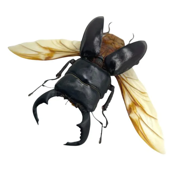 Black Stag Beetle (Dorcus bucephalus) (SPREAD) Insect - TaxidermyArtistry