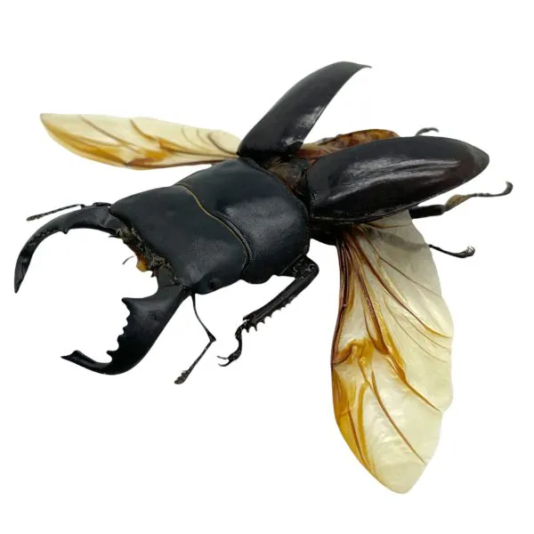 Black Stag Beetle (Dorcus bucephalus) (SPREAD) Insect - TaxidermyArtistry