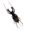 Black Tailed Whip scorpion vinegaroon (Thelyphonus feuerborni) - TaxidermyArtistry