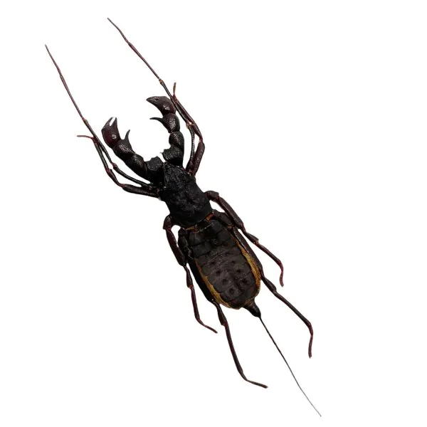 Black Tailed Whip scorpion vinegaroon (Thelyphonus feuerborni) - TaxidermyArtistry