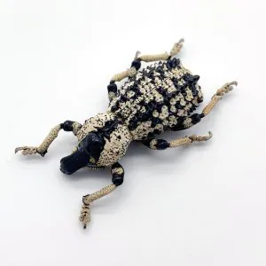 Black & White Curculionidae Weevil (Rhytidophloeus rothschildi) Insect - TaxidermyArtistry