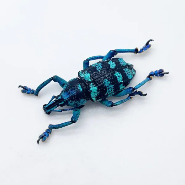 Blue Banded Weevil Beetle (Eupholus linnei) - TaxidermyArtistry