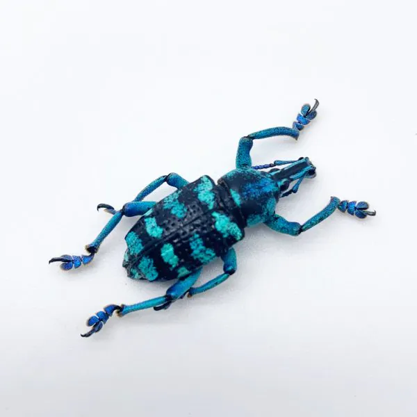 Blue Banded Weevil Beetle (Eupholus linnei) - TaxidermyArtistry