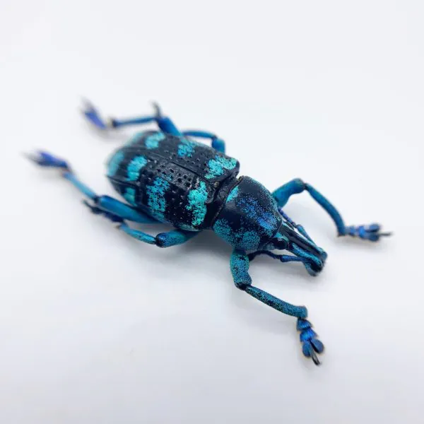 Blue Banded Weevil Beetle (Eupholus linnei) - TaxidermyArtistry