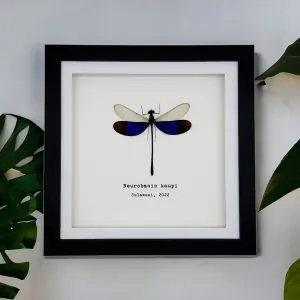 Blue Damselfly (Neurobasis kaupi) Framed Specimen - TaxidermyArtistry