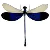 Blue Damselfly (Neurobasis kaupi) (M) Specimen - TaxidermyArtistry