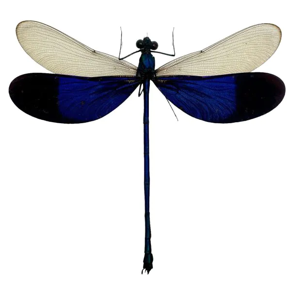 Blue Damselfly (Neurobasis kaupi) (M) Specimen - TaxidermyArtistry