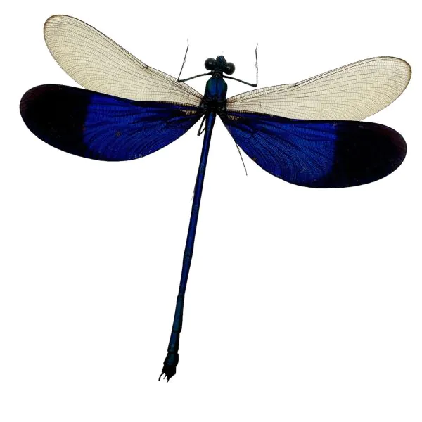 Blue Damselfly (Neurobasis kaupi) (M) Specimen - TaxidermyArtistry