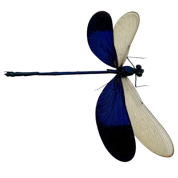 Blue Damselfly (Neurobasis kaupi) (M) Specimen - TaxidermyArtistry