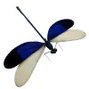 Blue Damselfly (Neurobasis kaupi) (M) Specimen - TaxidermyArtistry