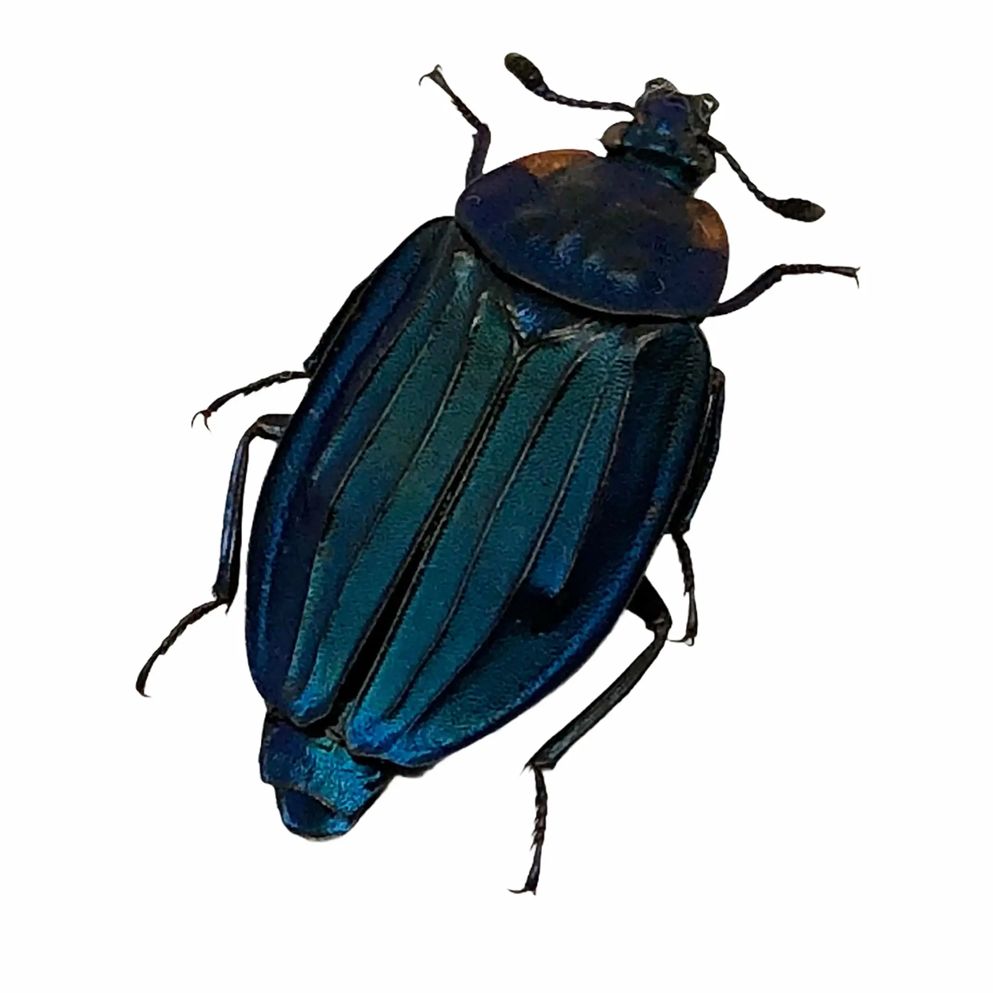 Blue silphidae Beetle (Necrophila renatae) - TaxidermyArtistry