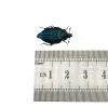 Blue silphidae Beetle (Necrophila renatae) - TaxidermyArtistry