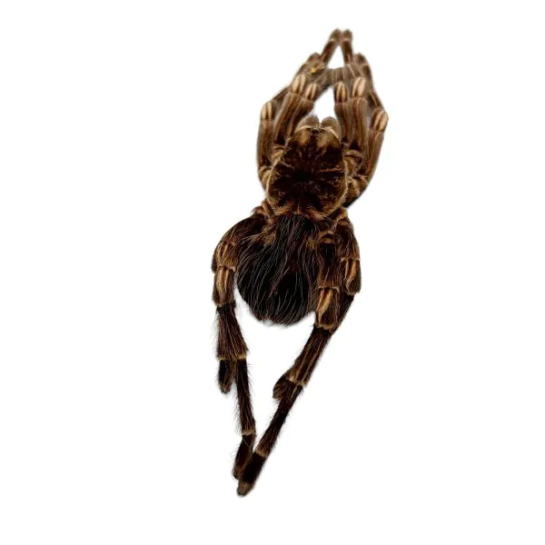 Brazilian Orange Banded Spider (Acanthoscurria juruenicola) - TaxidermyArtistry