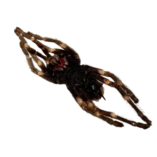 Brazilian Orange Banded Spider (Acanthoscurria juruenicola) - TaxidermyArtistry