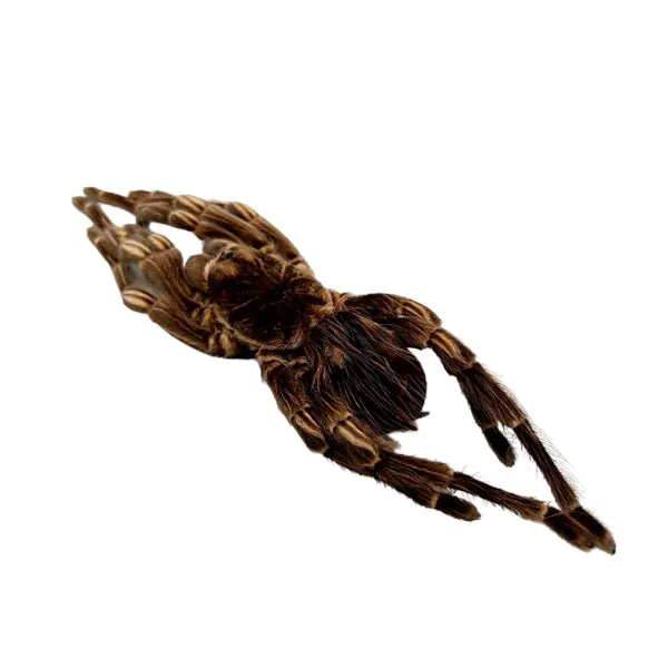 Brazilian Orange Banded Spider (Acanthoscurria juruenicola) - TaxidermyArtistry