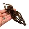 Brazilian Orange Banded Spider (Acanthoscurria juruenicola) - TaxidermyArtistry