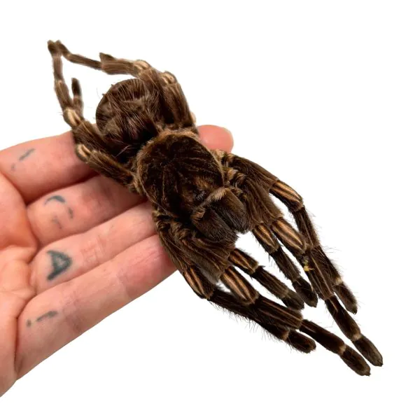 Brazilian Orange Banded Spider (Acanthoscurria juruenicola) - TaxidermyArtistry