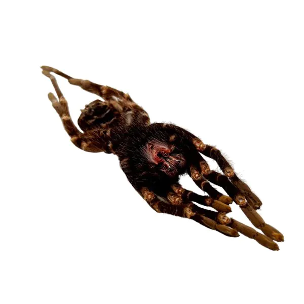 Brazilian Orange Banded Spider (Acanthoscurria juruenicola) - TaxidermyArtistry