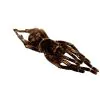 Brazilian Orange Banded Spider (Acanthoscurria juruenicola) - TaxidermyArtistry